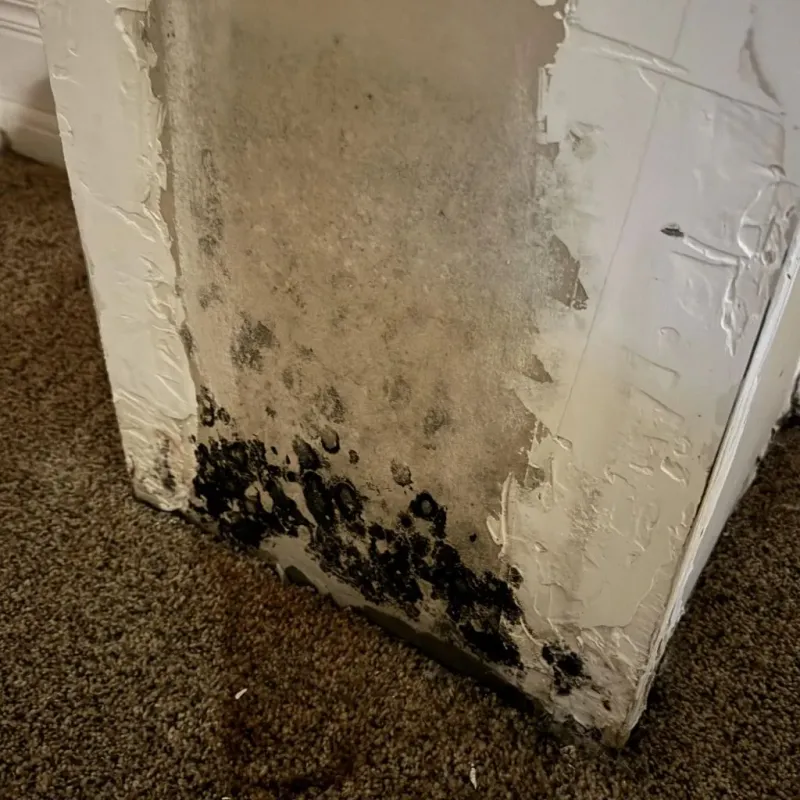 Professional Mold Removal in Santa Rosa, CA